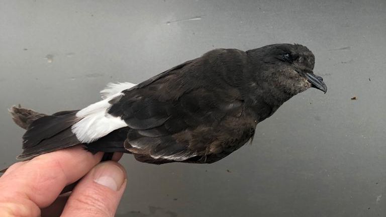 Nový ptačí druh pozorovaný v Česku. Buřníčka nejspíš přivála bouře, nakonec uhynul